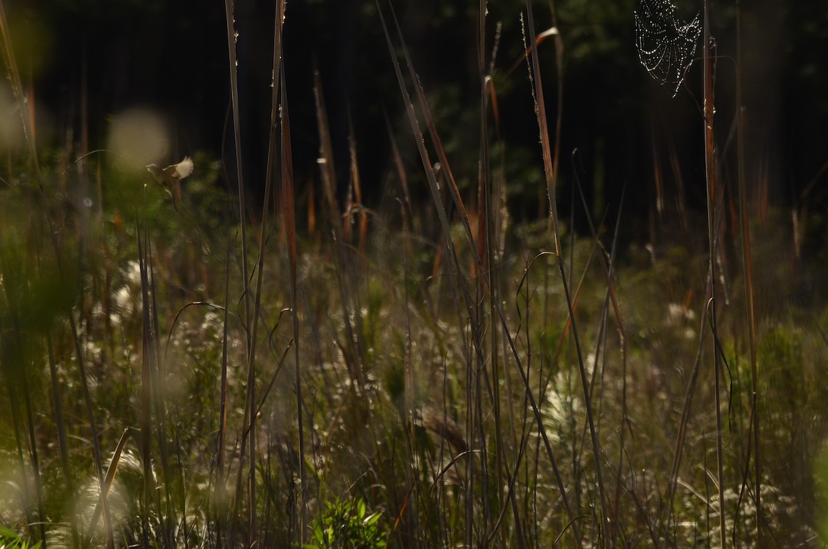 Sharp-tailed Tyrant - ML645796987