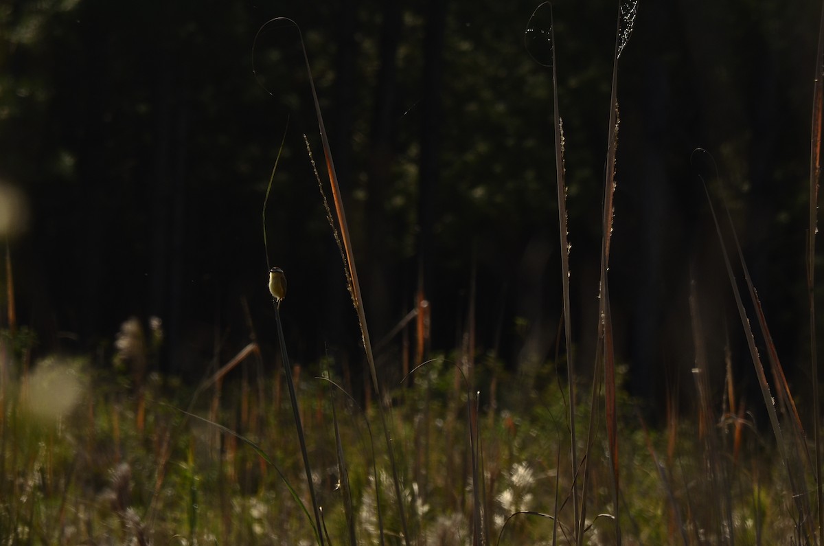 Sharp-tailed Tyrant - ML645796988