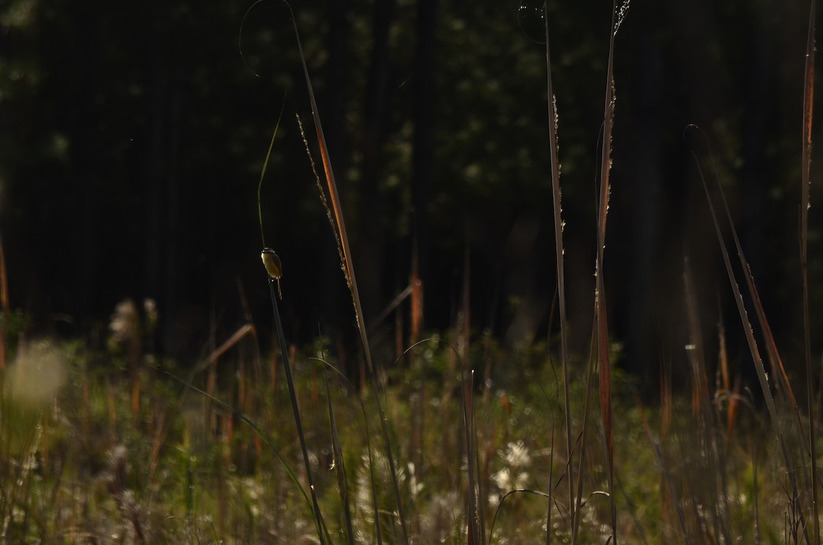 Sharp-tailed Tyrant - ML645796989