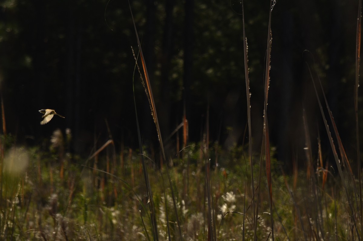 Sharp-tailed Tyrant - ML645796990