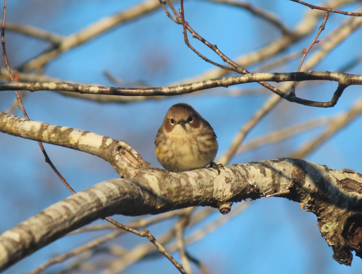 Yellow-rumped Warbler - ML645796998