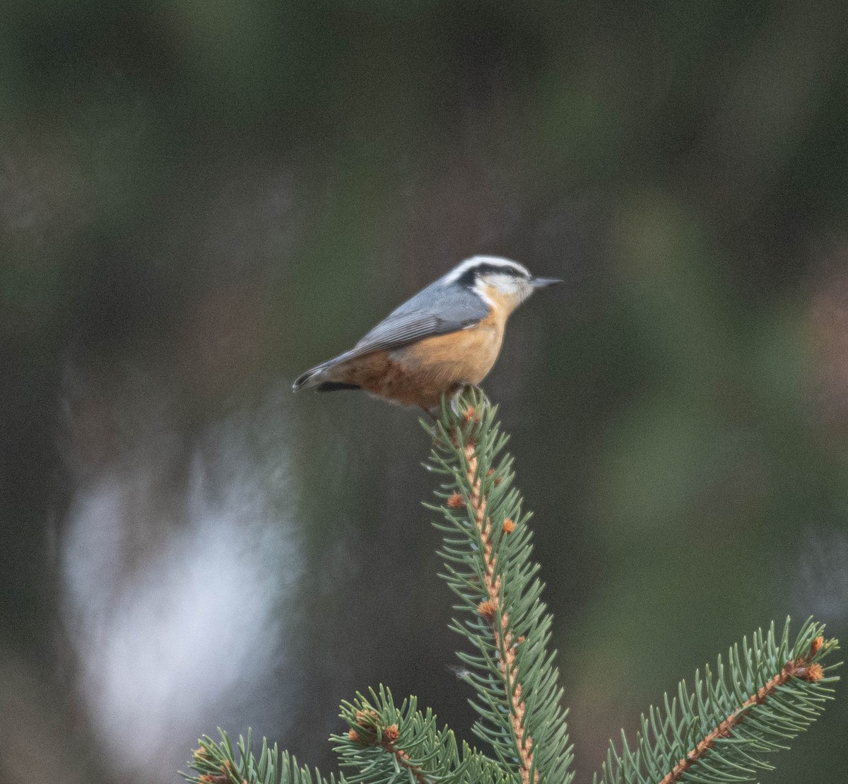 Red-breasted Nuthatch - ML645796999