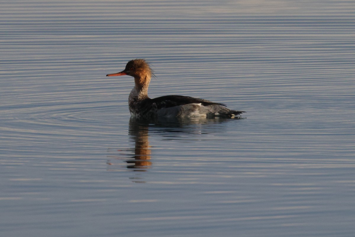 Red-breasted Merganser - ML645797014
