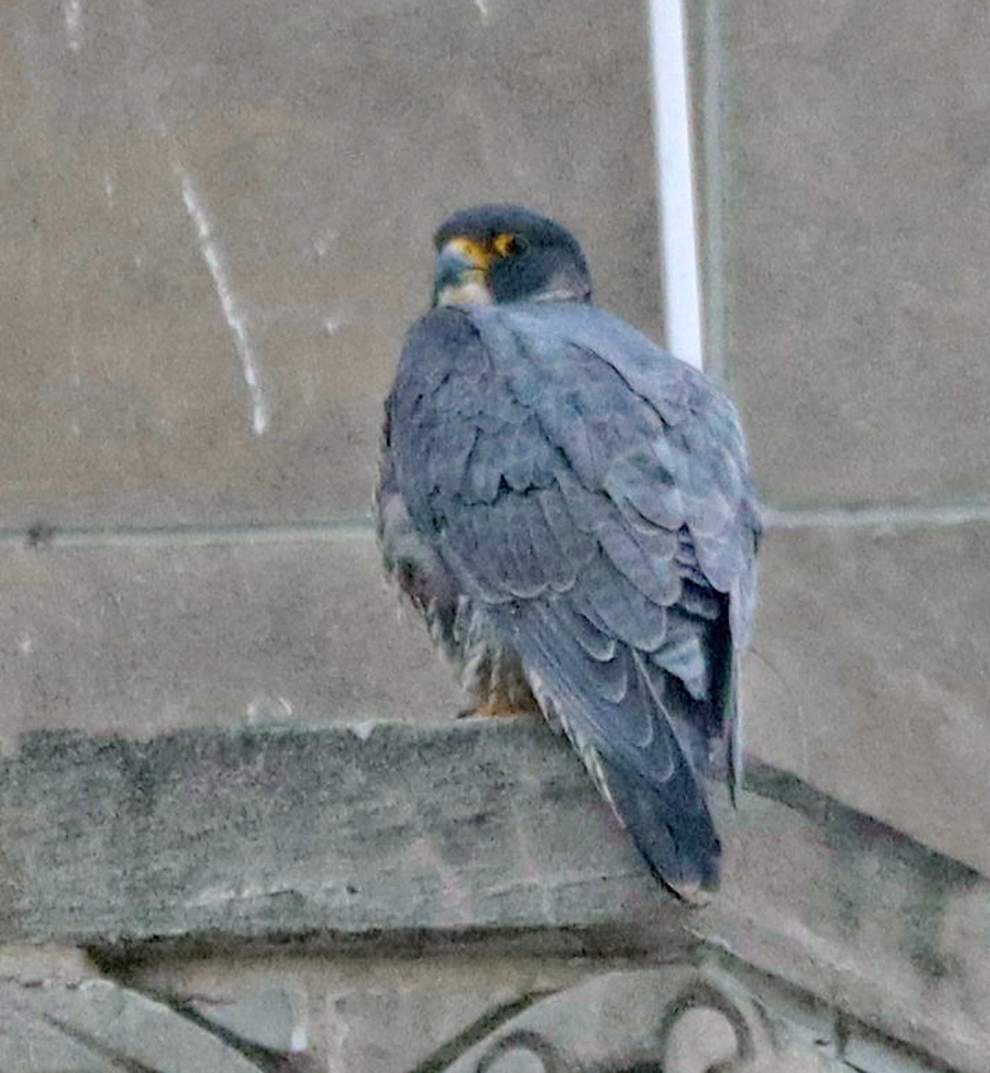 Peregrine Falcon - ML645797015