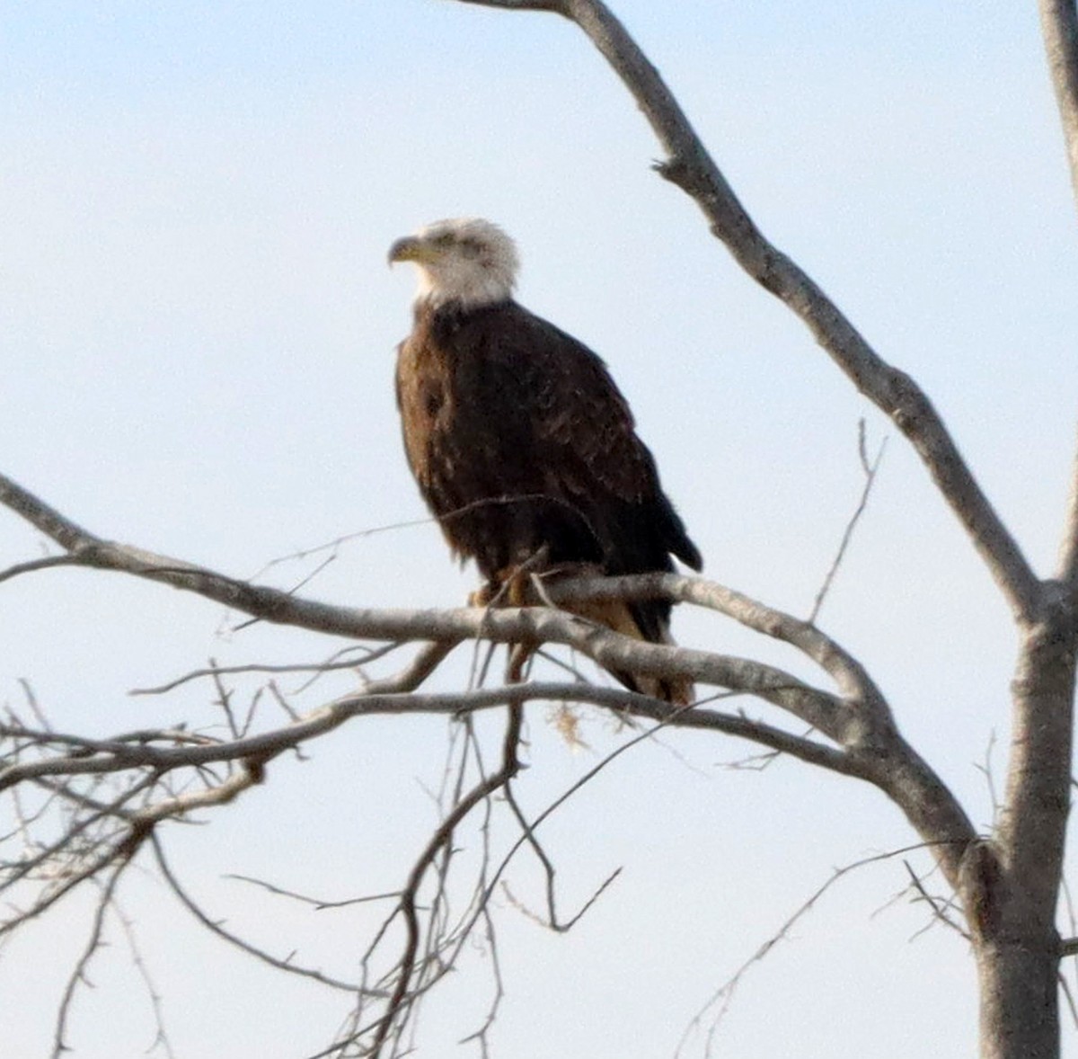 Bald Eagle - ML645797060