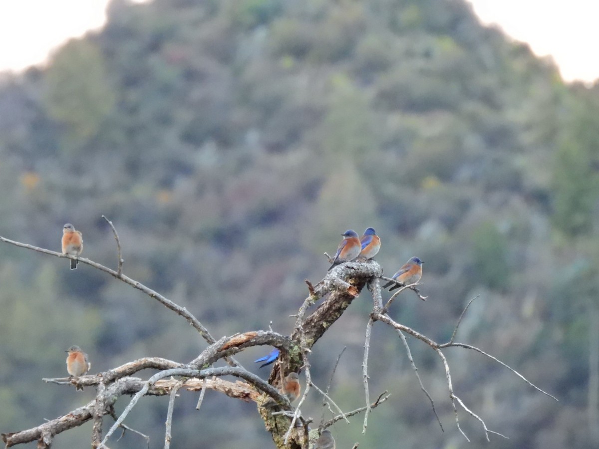 Western Bluebird - ML645797062