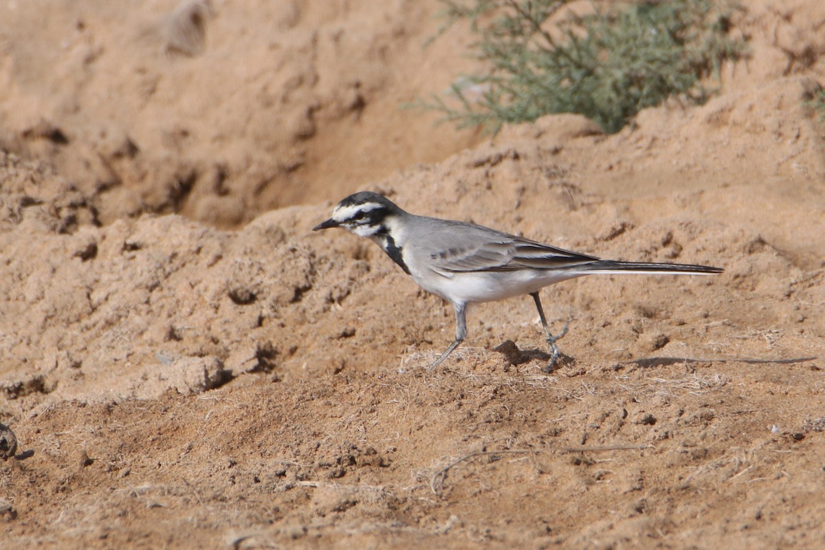 White Wagtail (Moroccan) - ML645797064