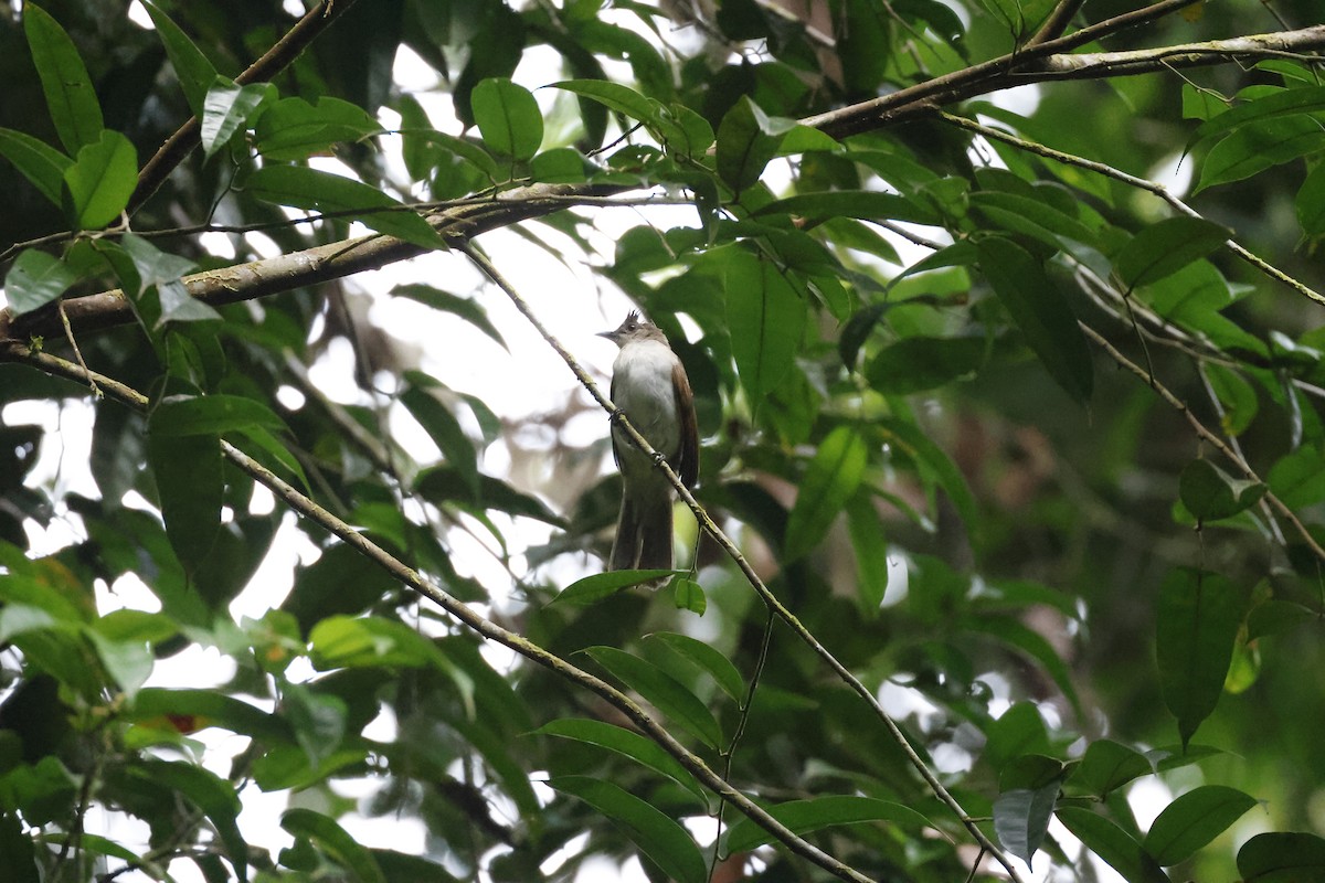 Puff-backed Bulbul - ML645797065