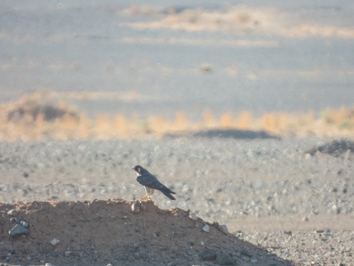 Peregrine Falcon (Barbary) - ML645797066