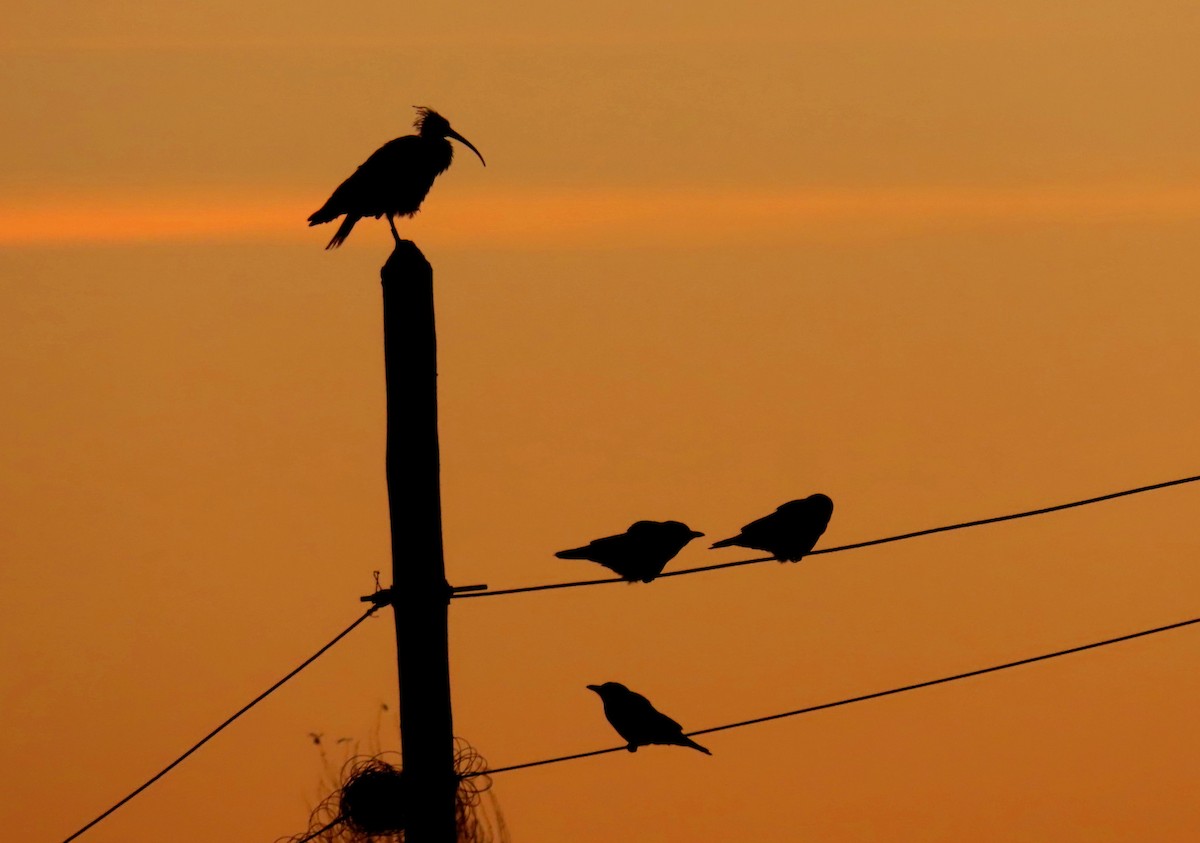 Northern Bald Ibis - ML645797084