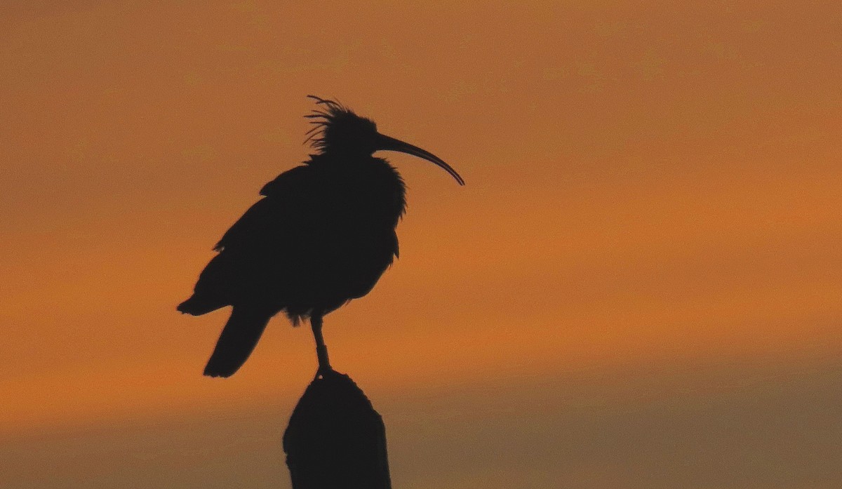 Northern Bald Ibis - ML645797085