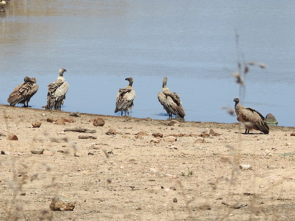 White-backed Vulture - ML645797086