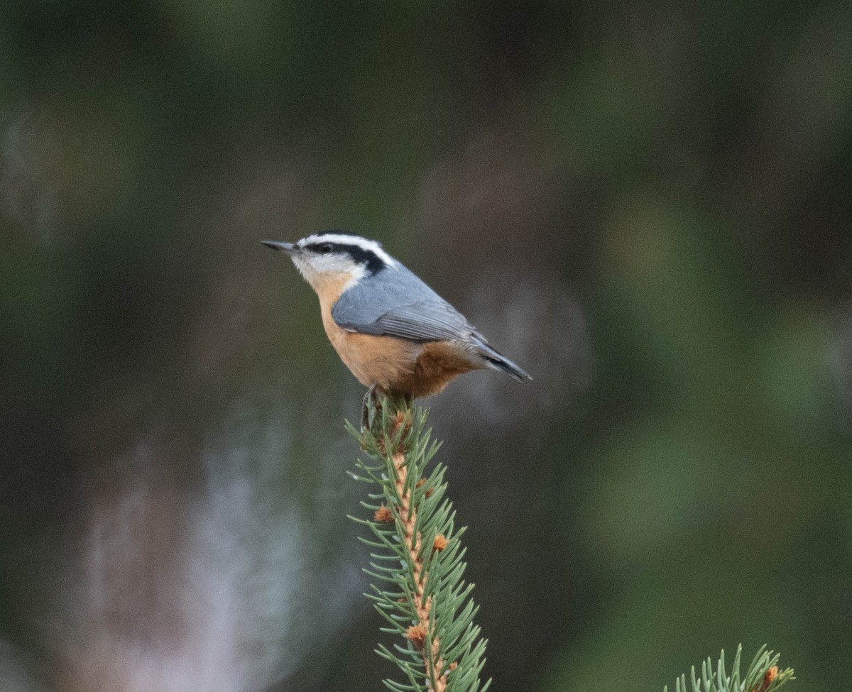 Red-breasted Nuthatch - ML645797087