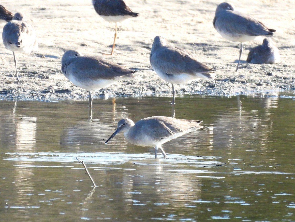 vodouš břehoušovitý - ML645797096