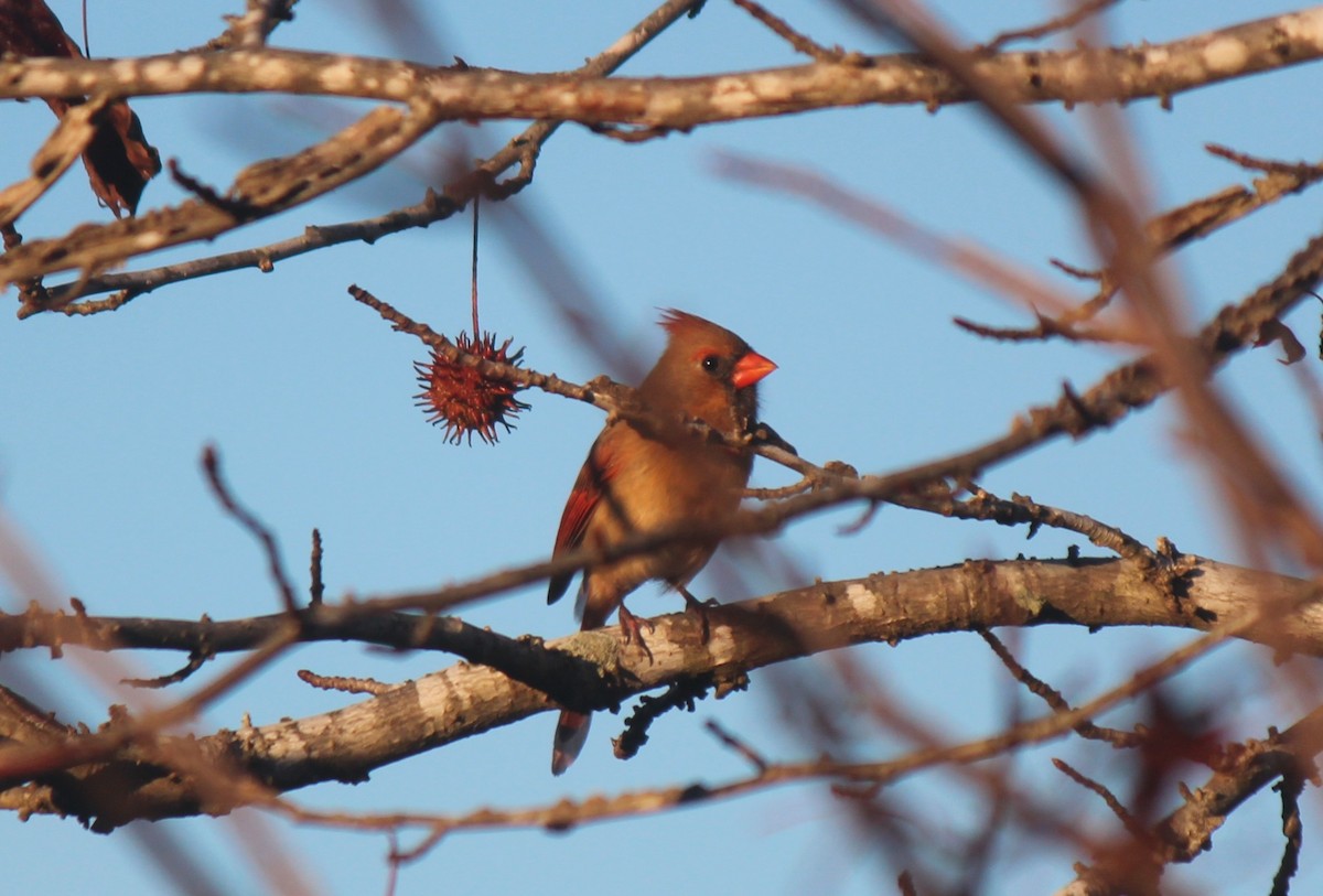 Northern Cardinal - ML645797097
