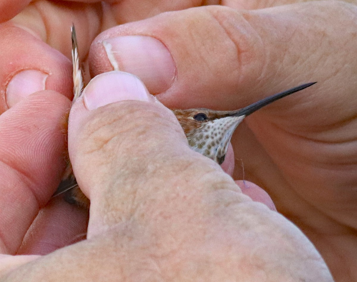 Rufous Hummingbird - ML645797099