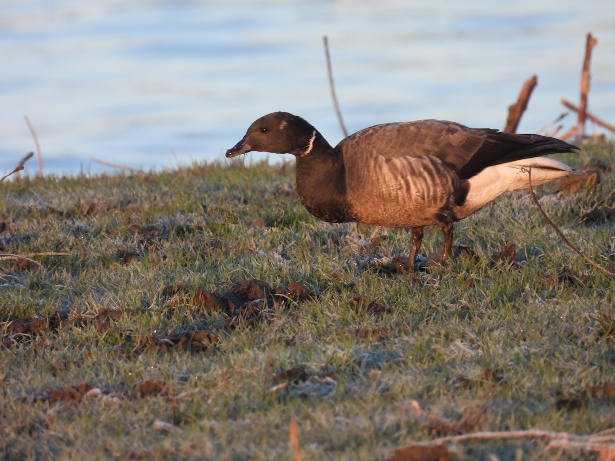 Brant (Dark-bellied) - ML645797103