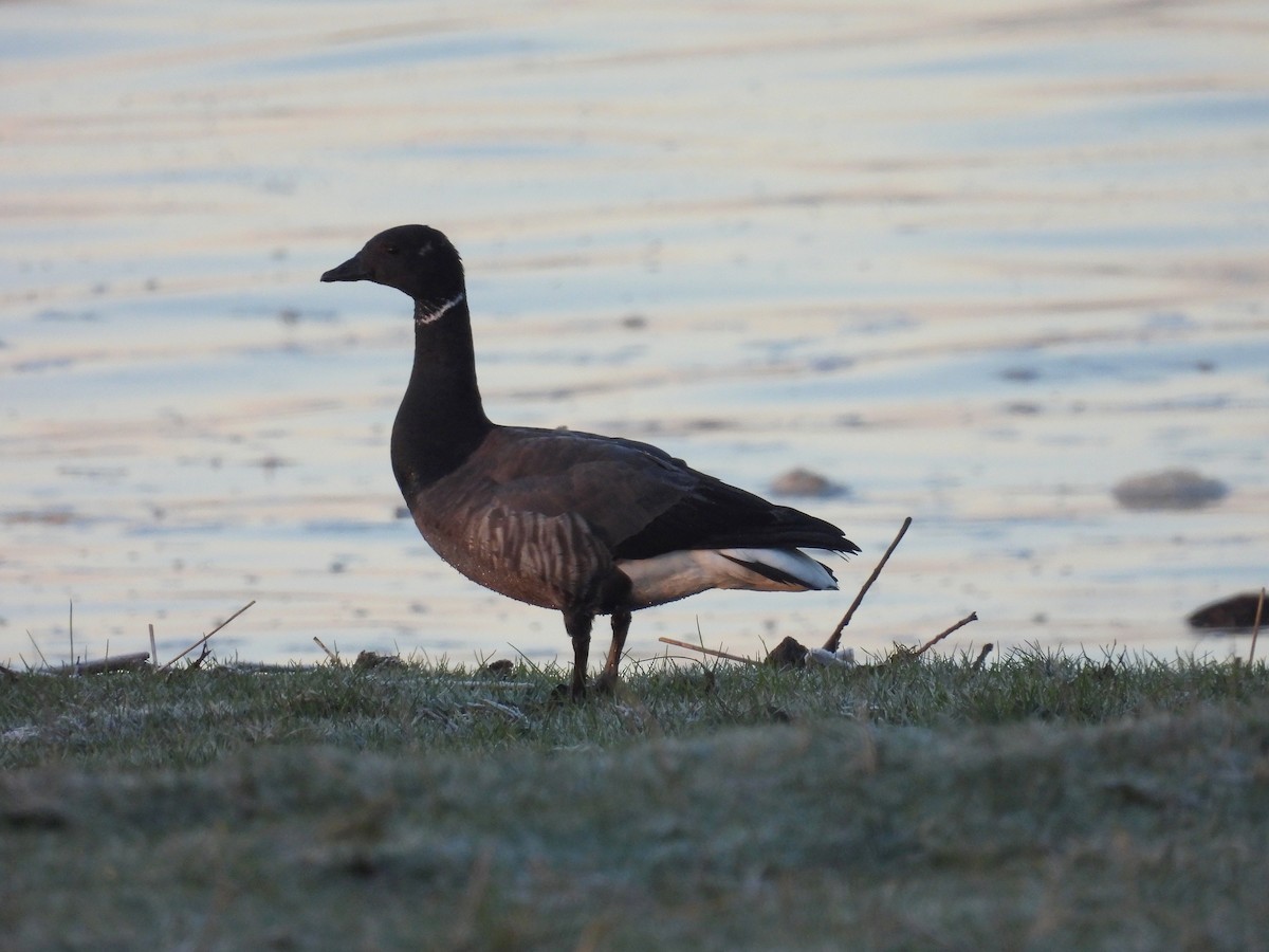 Brant (Dark-bellied) - ML645797105