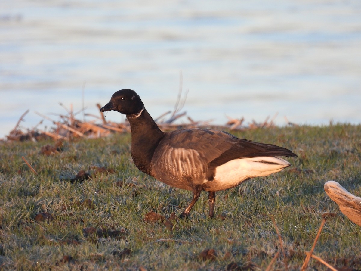 Brant (Dark-bellied) - ML645797107
