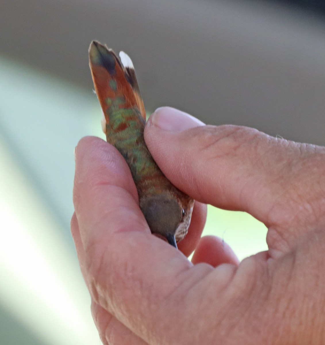 Rufous Hummingbird - ML645797110