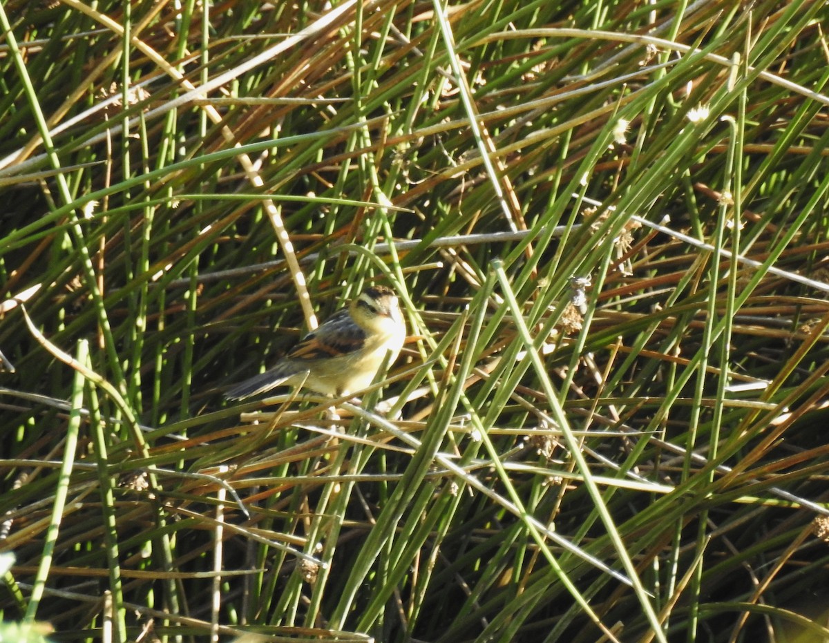 Junquero troglodyte - ML645797116