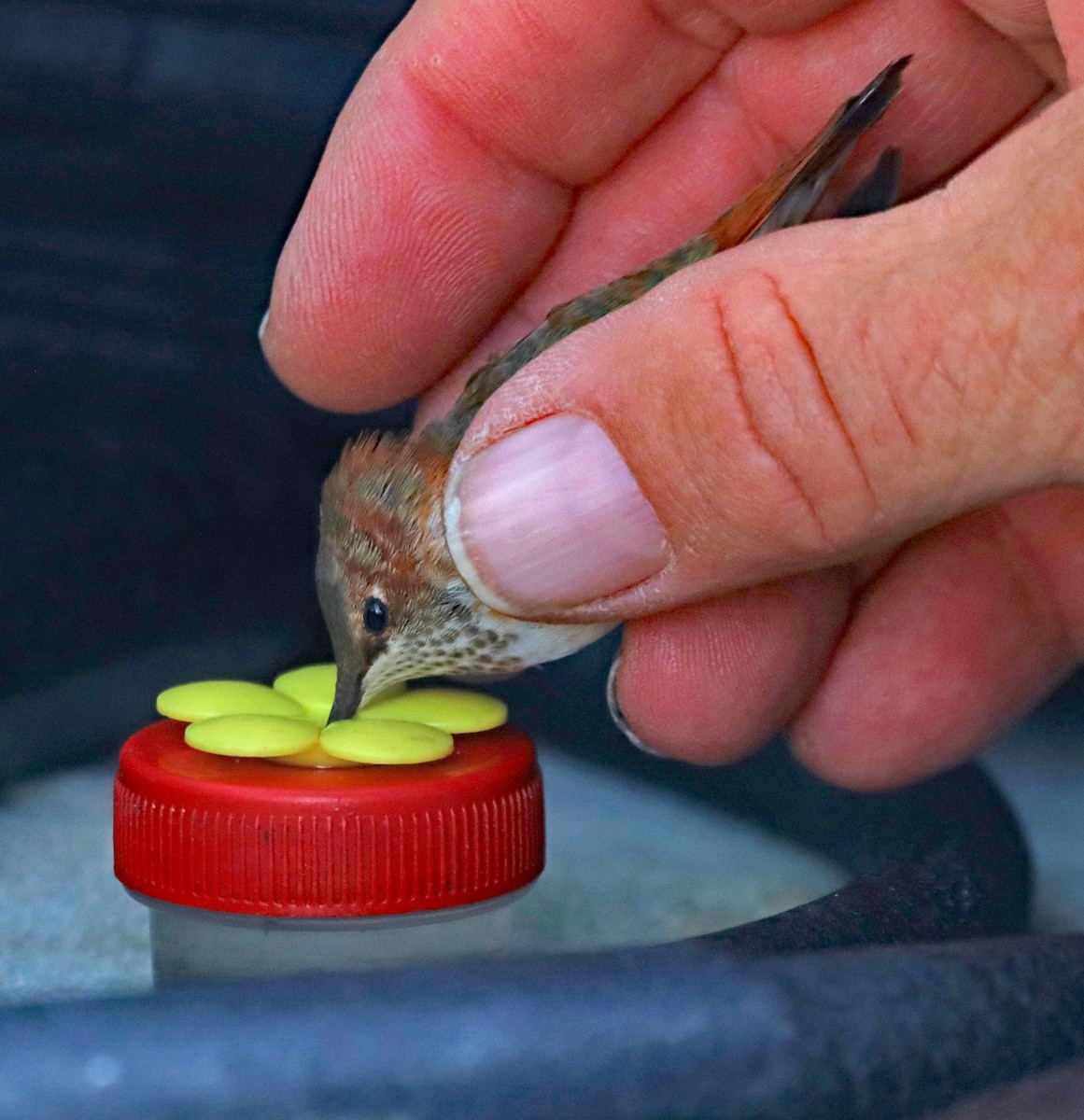 Rufous Hummingbird - ML645797118