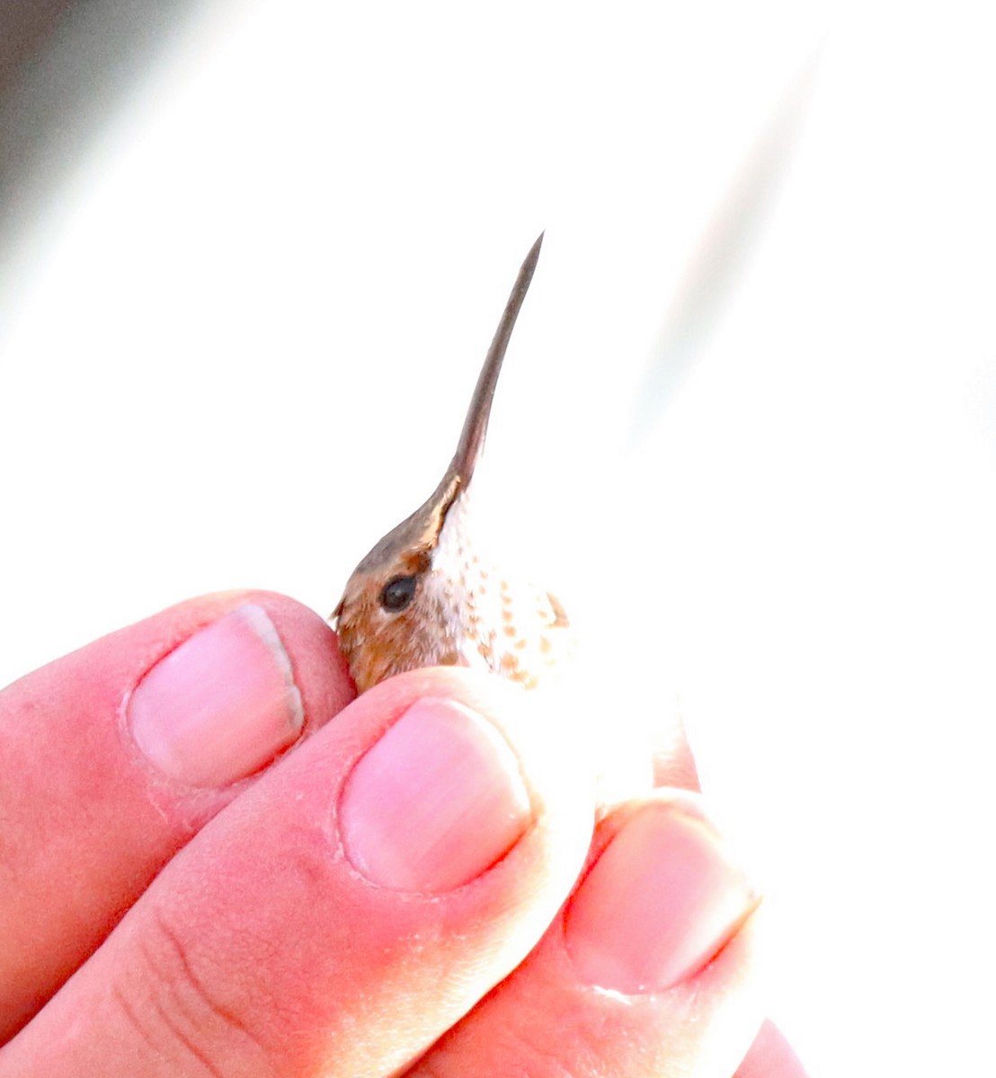 Rufous Hummingbird - ML645797127