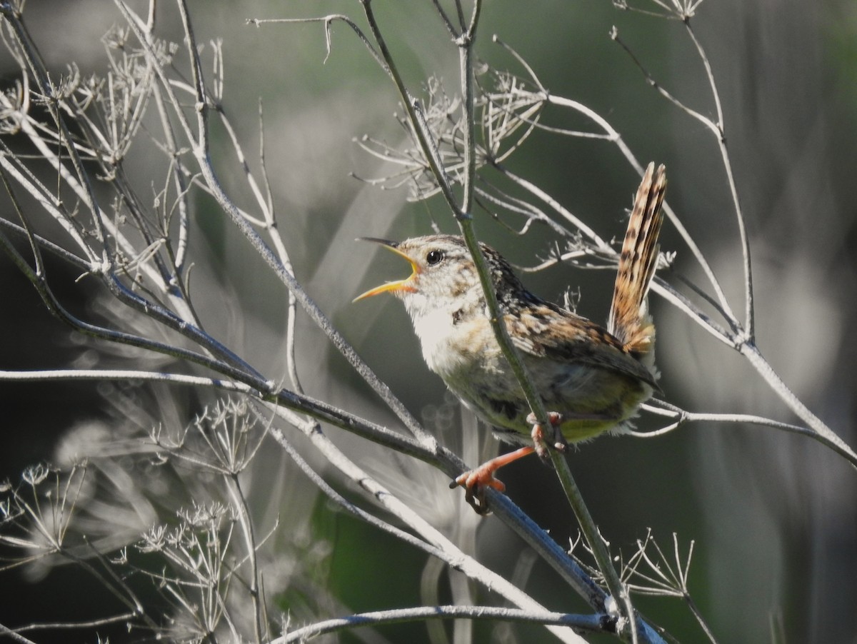 Pampazaunkönig - ML645797133