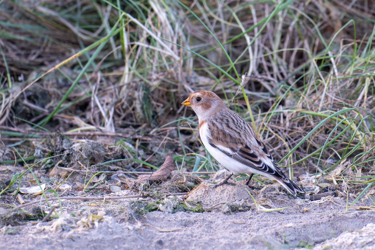 Snow Bunting - ML645797134