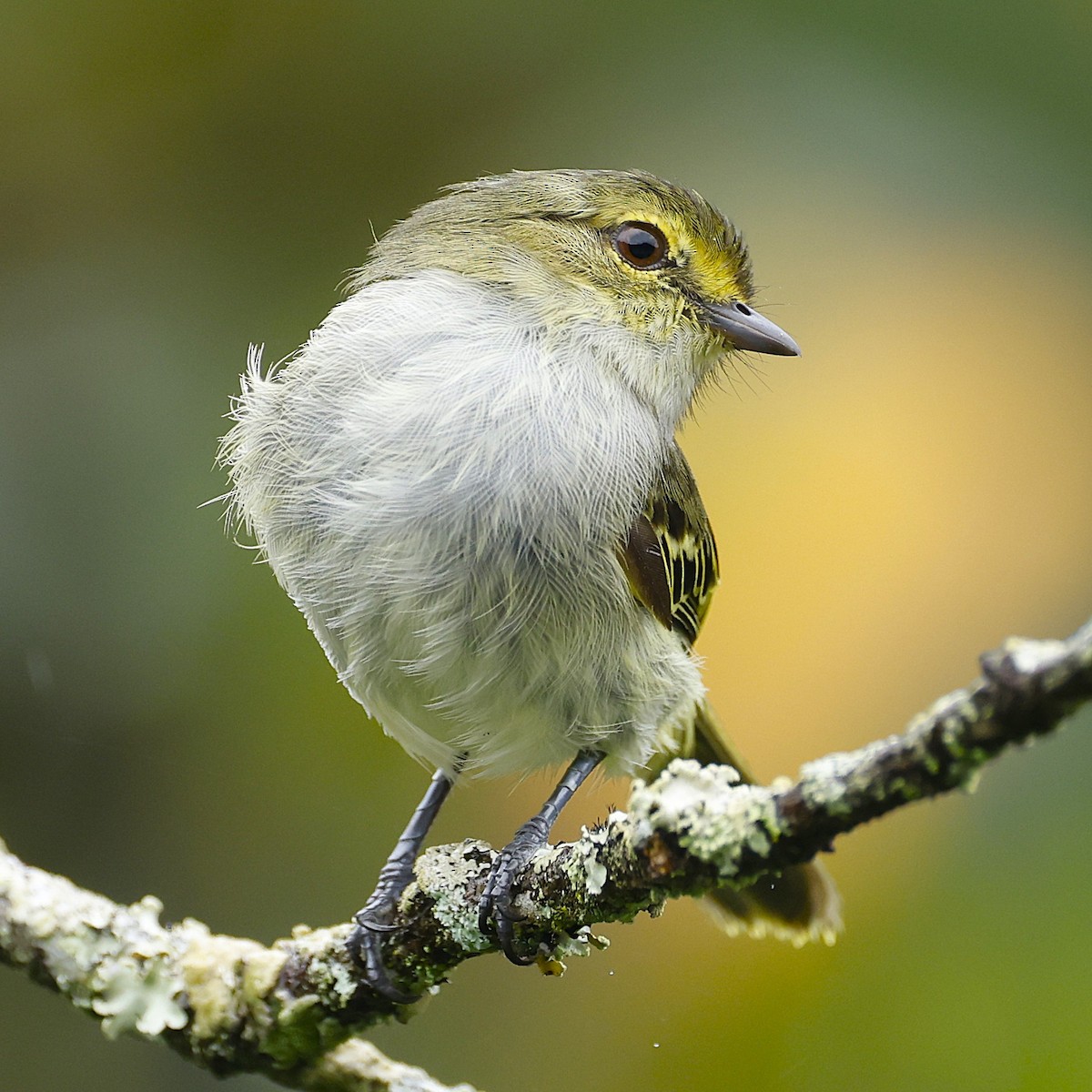 Choco Tyrannulet - ML645797136
