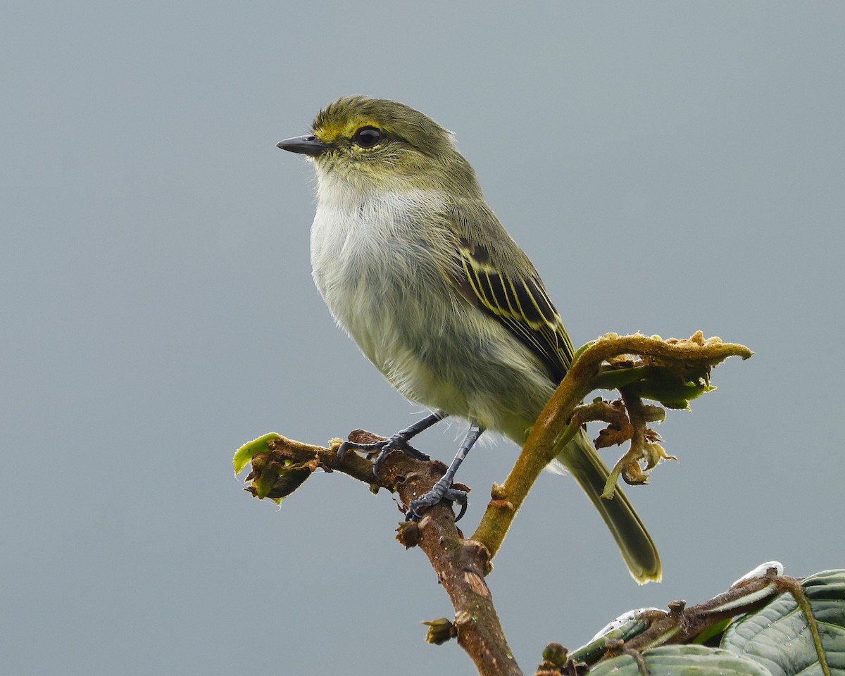 Choco Tyrannulet - ML645797138