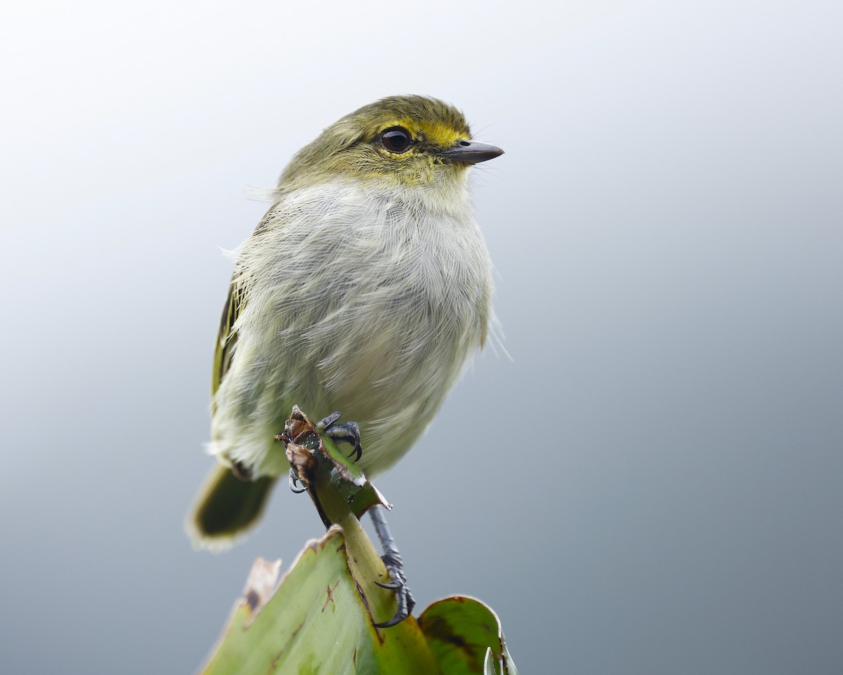 Choco Tyrannulet - ML645797139