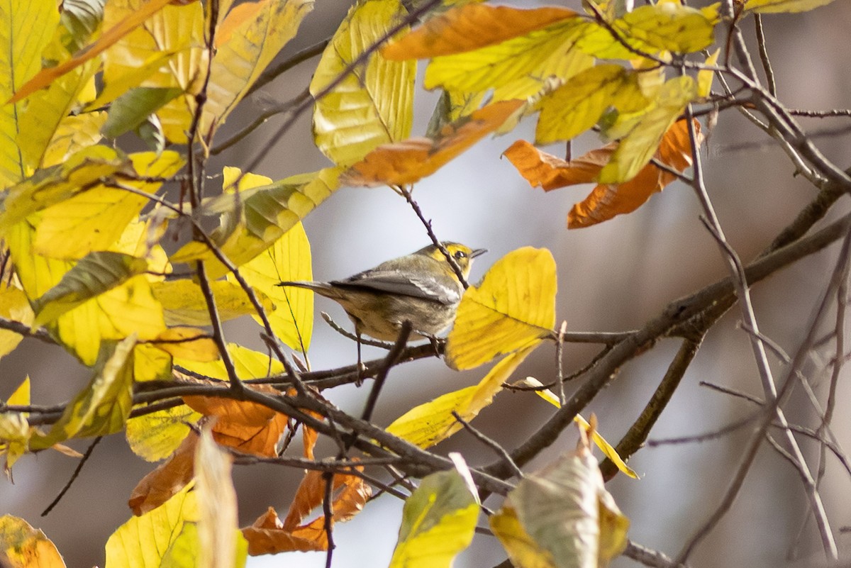 Townsend's Warbler - ML645797147