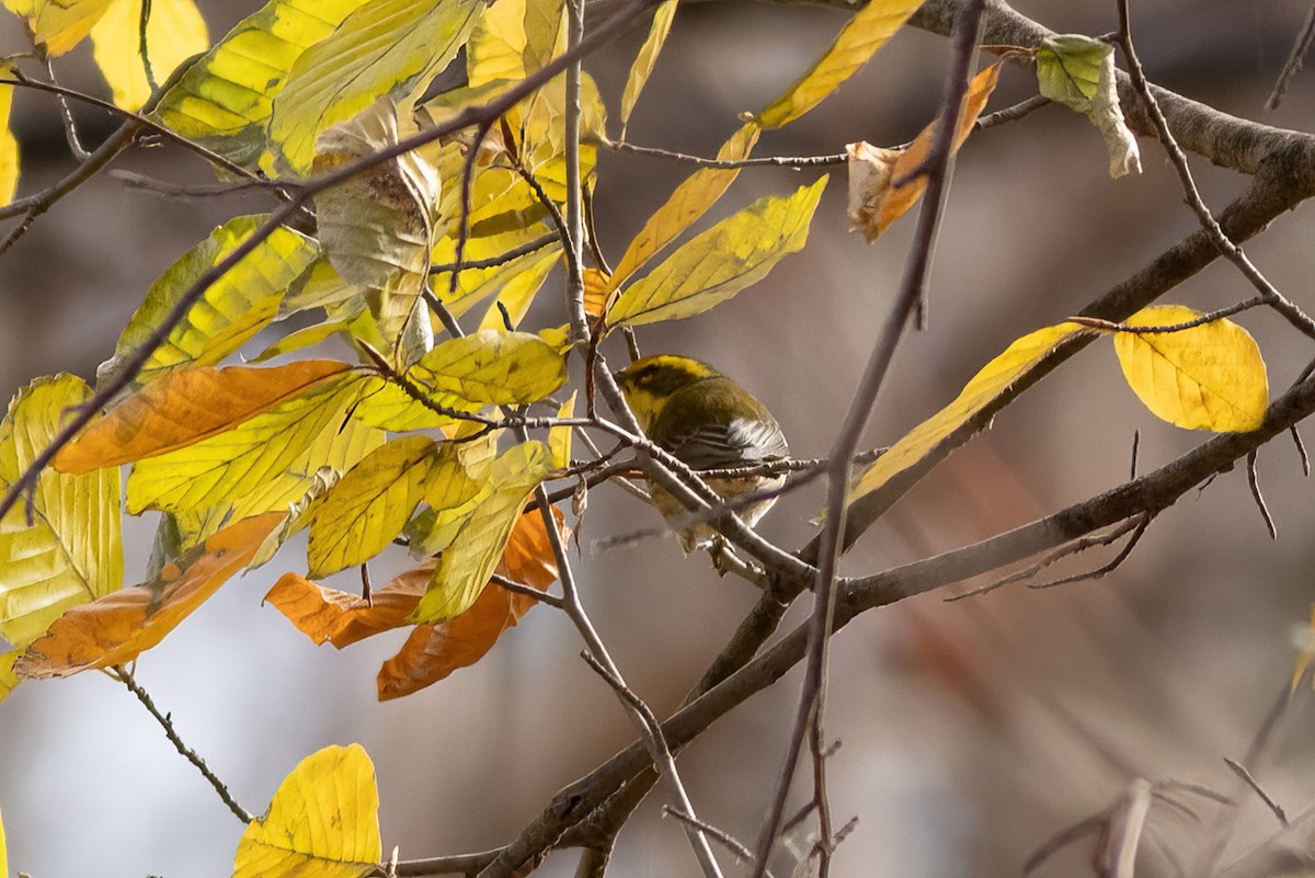 Townsend's Warbler - ML645797148