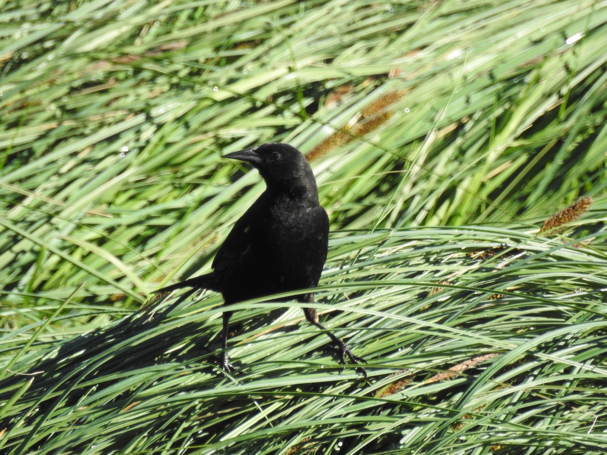 Yellow-winged Blackbird - ML645797152