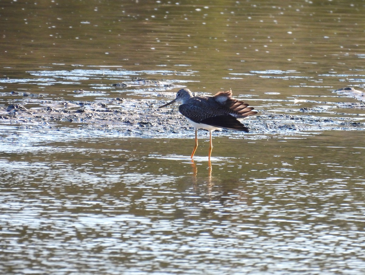 vodouš velký - ML645797154