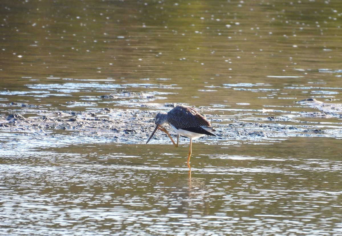 vodouš velký - ML645797155