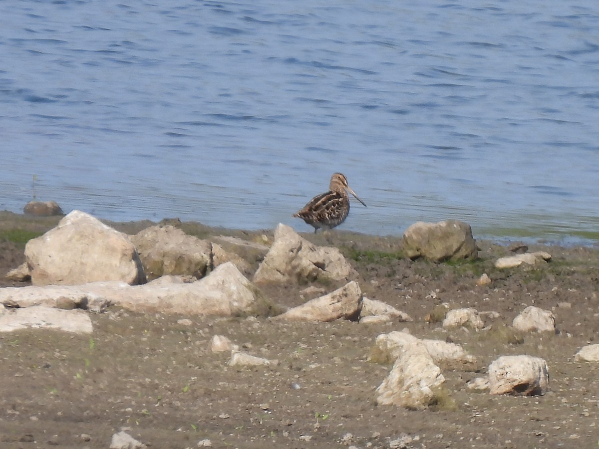 Wilson's Snipe - ML645797156