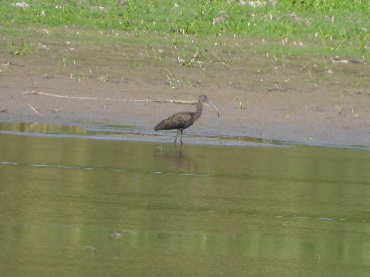 Beltzaran musuzuria - ML645797159