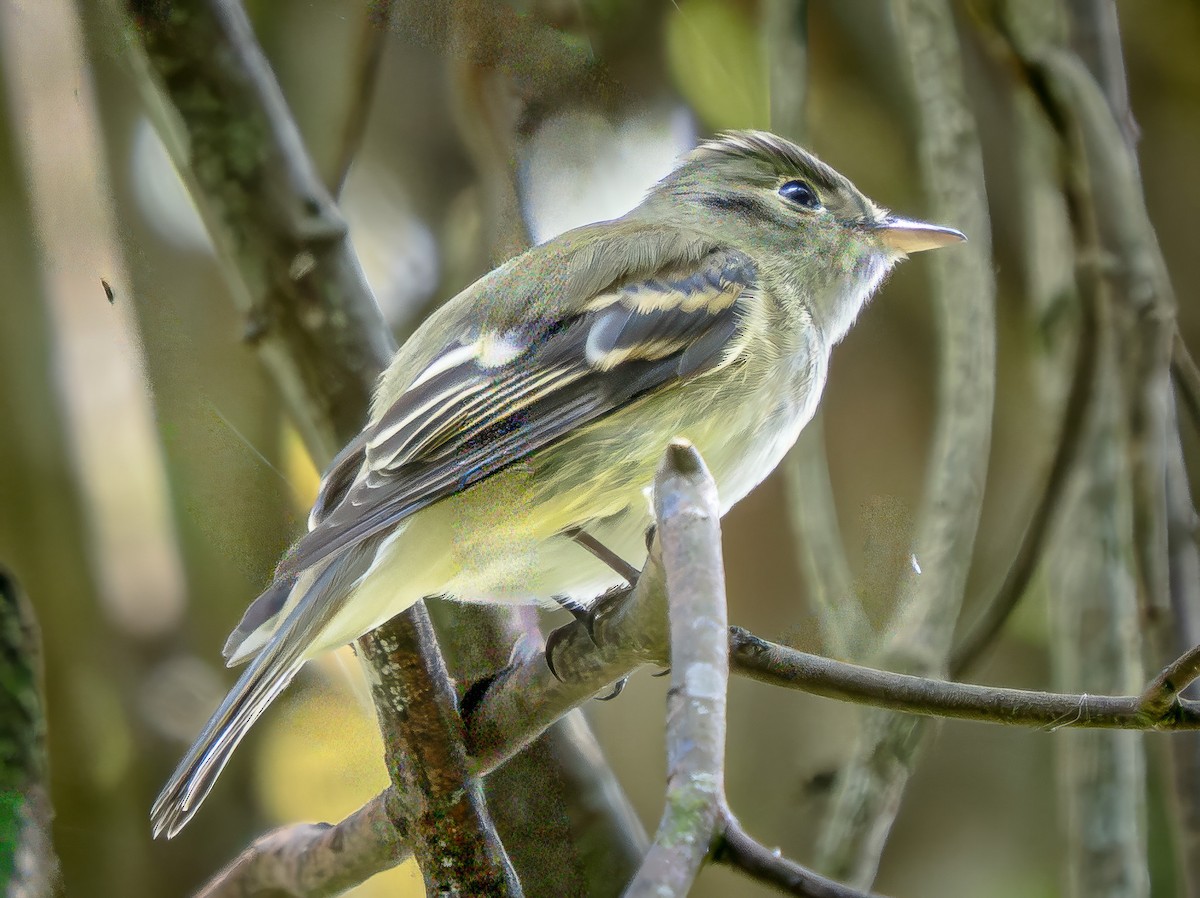 Acadian Flycatcher - ML645797160