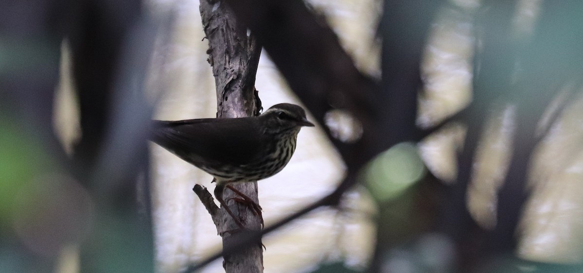 Northern Waterthrush - ML645797163
