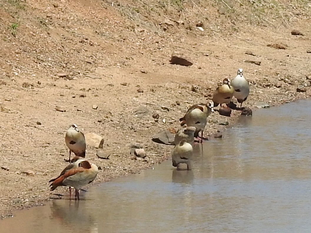 Egyptian Goose - ML645797164