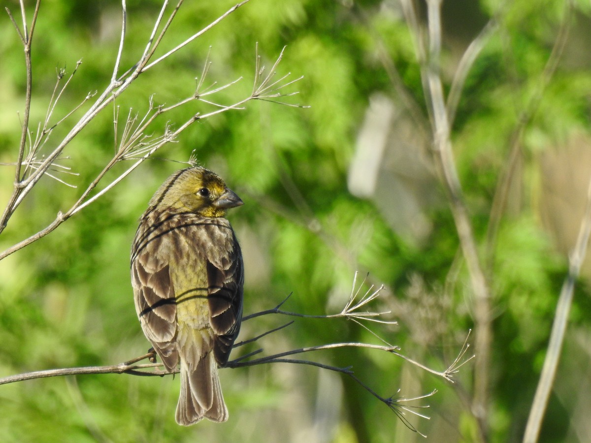Grassland Yellow-Finch - ML645797167
