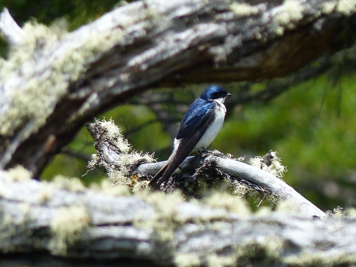 Chilean Swallow - ML645797171