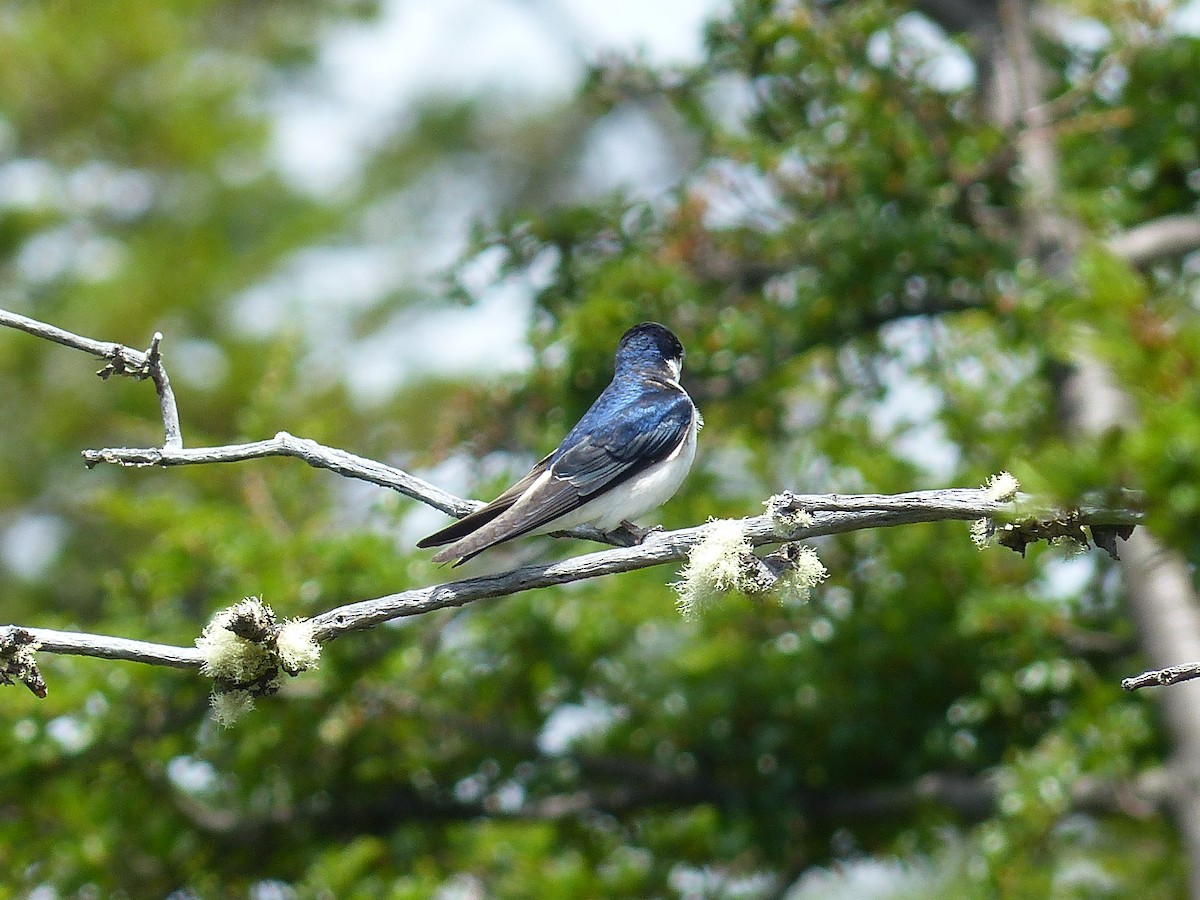 Chilean Swallow - ML645797176