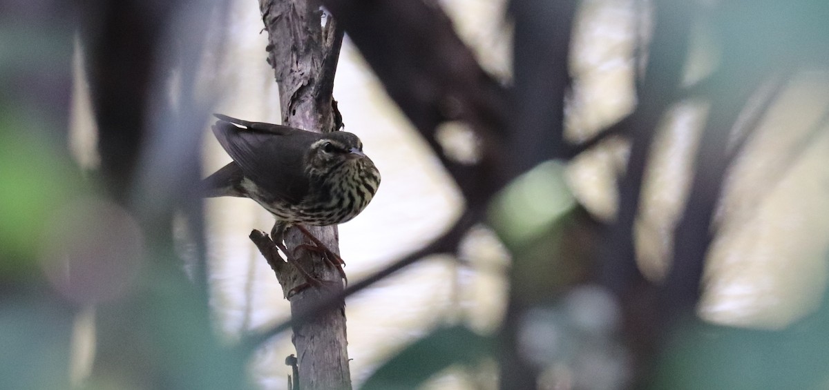 Northern Waterthrush - ML645797177