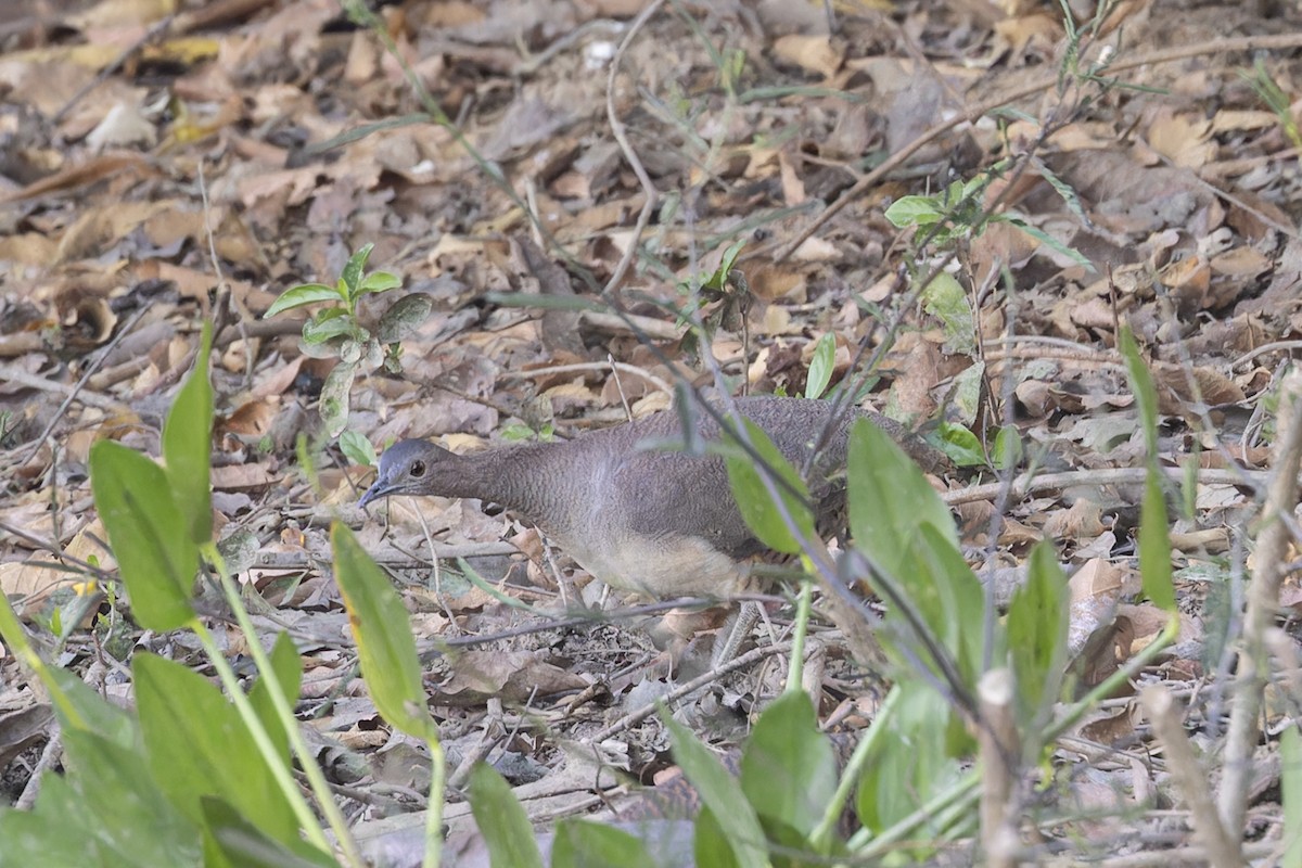 Undulated Tinamou - ML645797185