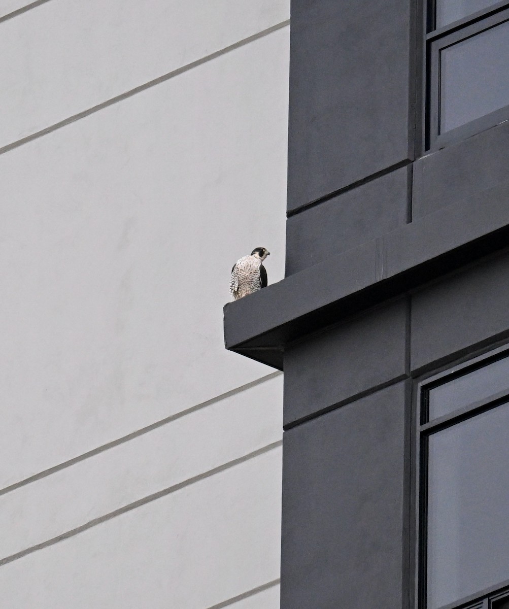 Peregrine Falcon - ML645797187