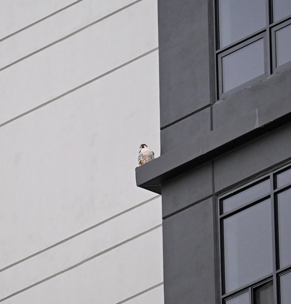 Peregrine Falcon - ML645797188