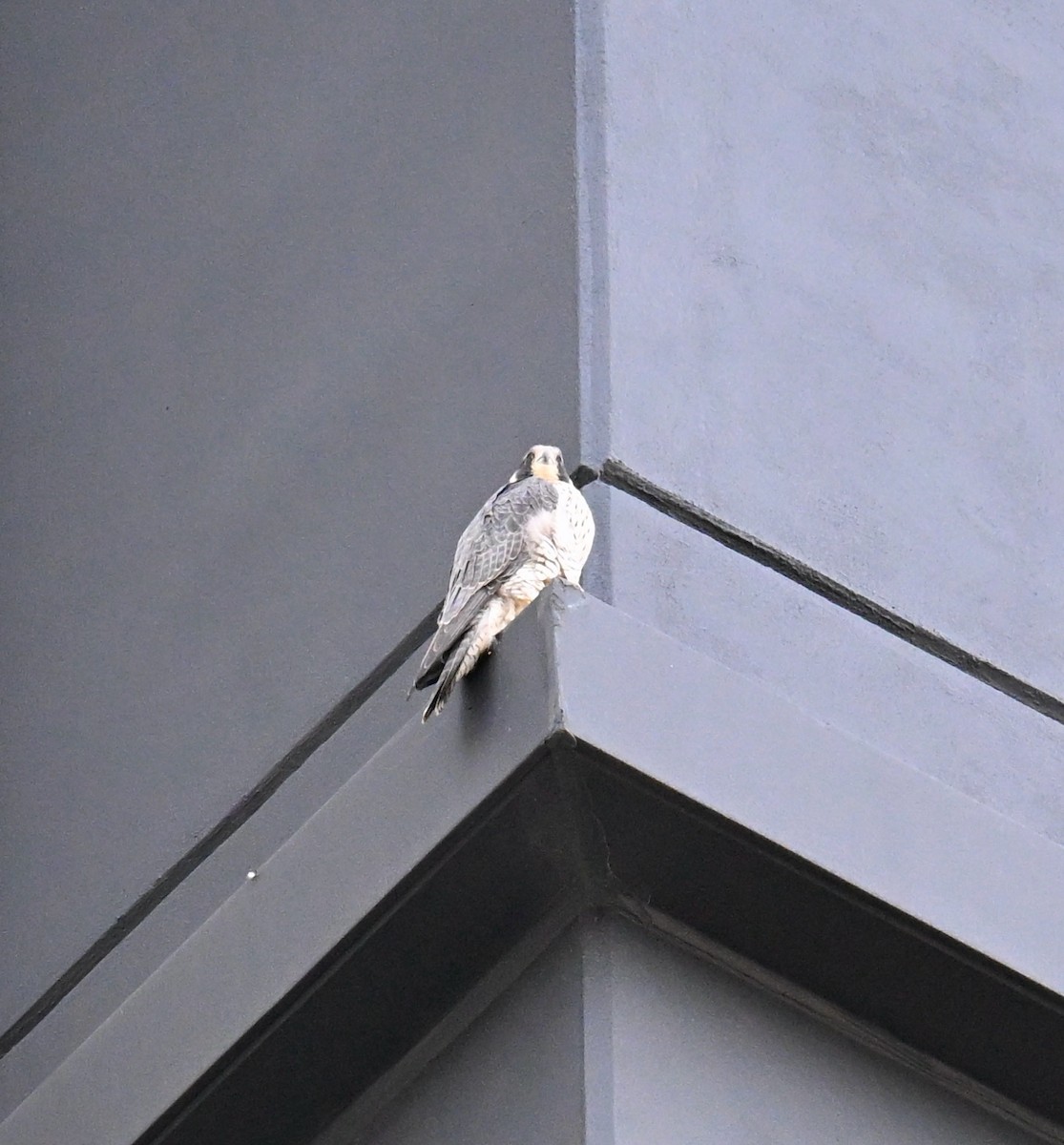 Peregrine Falcon - ML645797189